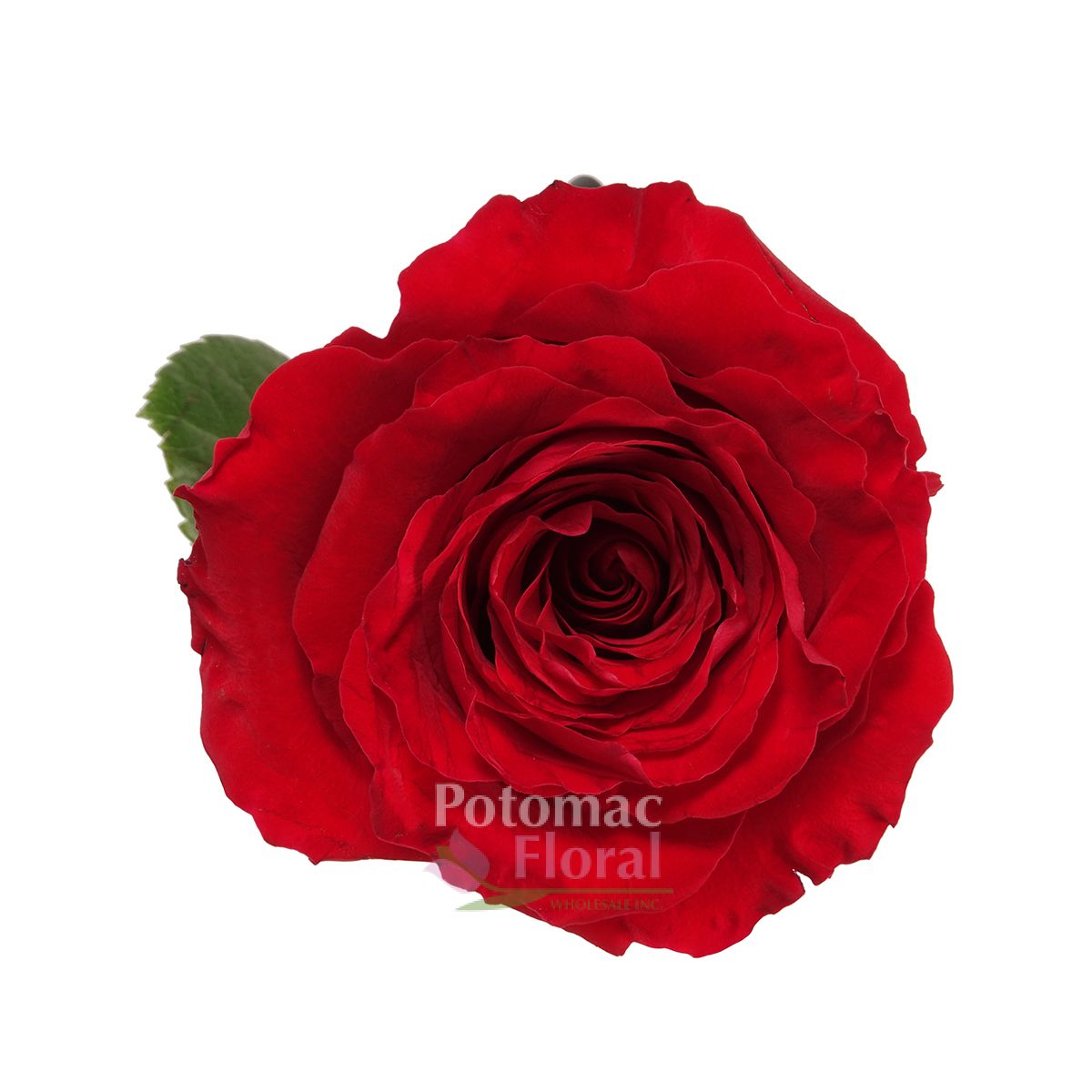 Red France Rose, 50cm Potomac Floral Wholesale